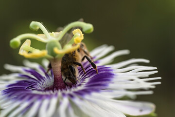 Wildlife close-up: Bee on a passion flower