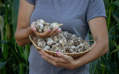 the farmer girl holds a basket with garlic in her hands. Selective focus.