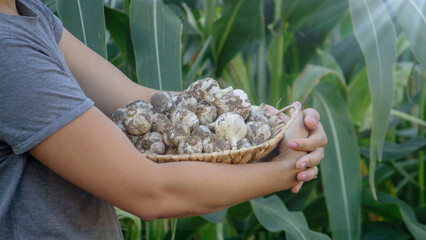 the farmer girl holds a basket with garlic in her hands. Selective focus.