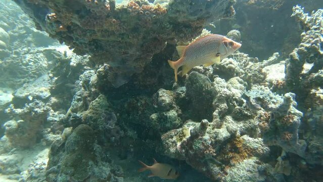many fish in a coral reef in the Maldives