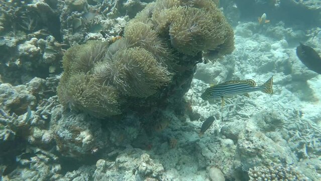 Anemone fish hide in a magnificent anemone