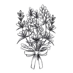 Hand drawn black pencil lavender flowers bouquet isolated on white background. Can be used for post card, label, ornament.