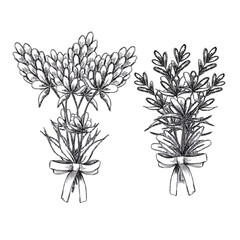 Hand drawn black pencil lavender flowers bouquet isolated on white background. Can be used for post card, label, ornament.