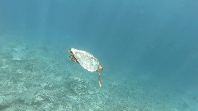 a turtle swims in a coral reef next to me