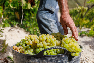 Vendimia de Uva Palomino fino, jerez, Sherry 
