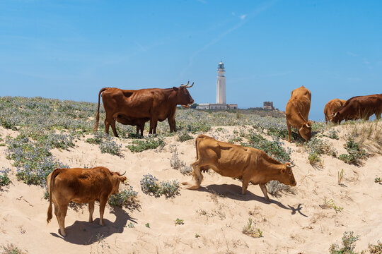 Vaca retinta , Trafalgar , C&aacute;diz 