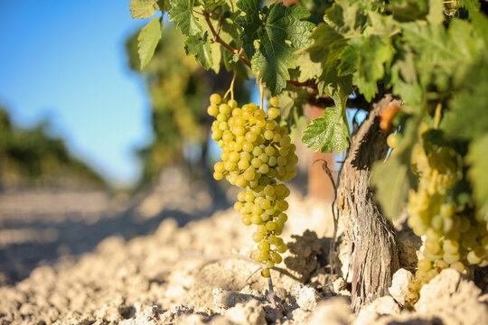 Vendimia de Uva Palomino fino, jerez, Sherry 