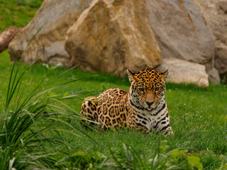 Jaguar female lying on meadow