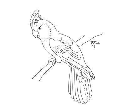 recommend clip art: Vector isolated one single cockatoo parrot with a tuft sitting on a branch side view colorless black and white contour line easy drawing