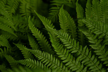 Fototapeta na wymiar green fern leaf in the forest