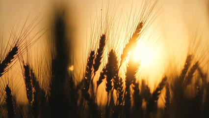 Spikelets of high-yielding wheat, remaining in the wind at sunset, close up. Grain harvest ripens...