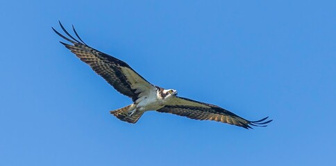 Adult osprey with wings outstretched in flight