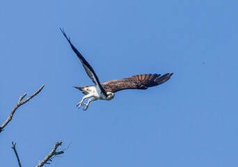 Adult osprey in flight on a clear day