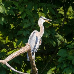 Great blue heron on a branch