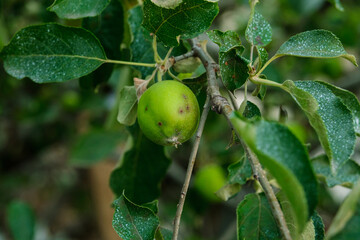 Close up shot of a diseased apple tree with an unripe fruit.
