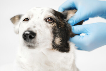 Close up shot of a cute black and white mongrel dog and the veterinarian. Doctor in blue gloves is...