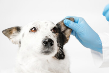 Close up shot of a cute black and white mongrel dog and the veterinarian. Doctor in blue gloves is...
