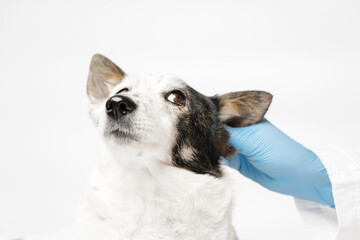 Close up shot of an adorable black and white mongrel dog and the veterinarian. Doctor in blue...