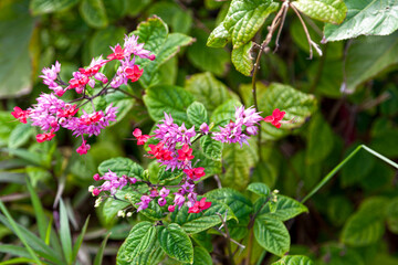 Bleeding Heart Vine flowers