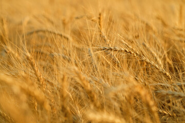 Close up shot of a wheat field at sunset.