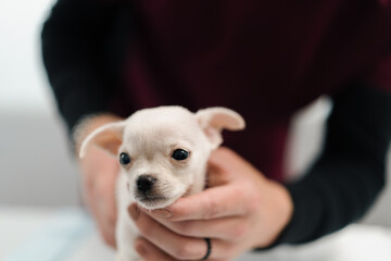 close-up chihuahua sits on the hands of the mistress