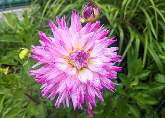 Obraz premium pink and white flower