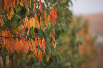 Autumn view of trees growing in rows at orchard. Numerous young fruit trees at the farm. Landscape...