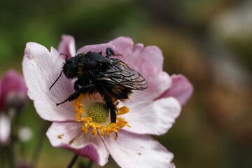 a macro of a wet bumblebee on a japanese windflower