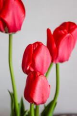 Bouquet of red tulips on a light background. Spring bouquet, March 8. Postcard, photo, holiday, presentation.