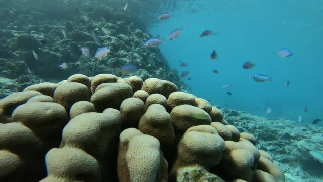 many fish in a coral reef in the Maldives