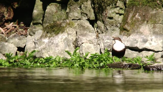 Dipper near by a stream