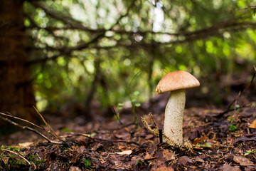 Boletus mushroom with a white cap in the grass under a tree.