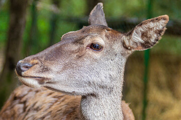 Female deer (Cervus elaphus corsicanus)