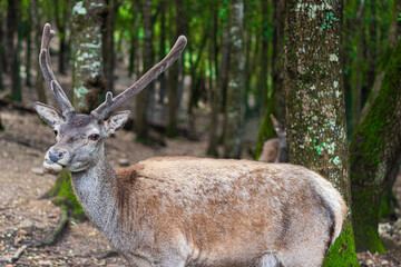 Male deer (Cervus elaphus corsicanus)