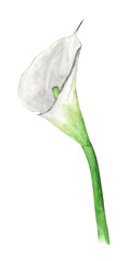Watercolor hand painted Calla lily flower. wedding invitations and greeting card.