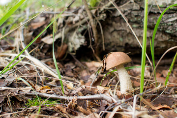Boletus mushroom with a white cap in the grass under a tree.