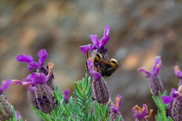 Bumblebee pollinating purple lavender flowers