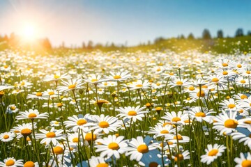 A beautiful, sun-drenched spring-summer meadow. Natural colorful panoramic landscape with many wildflowers of daisies against blue sky - AI Generative