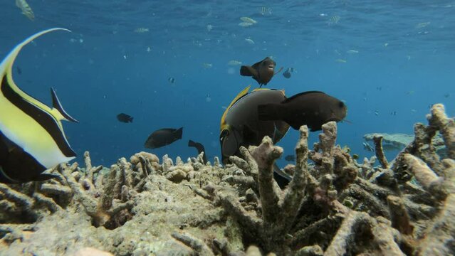 many fish in a coral reef in the Maldives