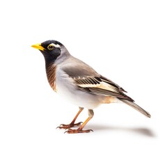 Obraz premium Common myna bird isolated on white.