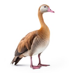 Fulvous whistling-duck bird isolated on white.