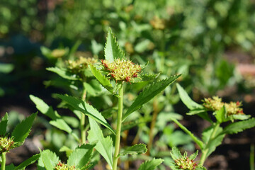 Stonecrop during flowering. Decorative plant.