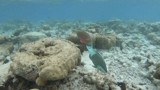 different parrotfish swimming in the reef	