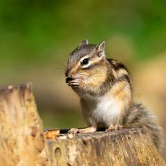 Striped squirrel eating nut