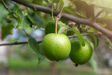 Ripe juicy apples on tree branch in garden. Sunlight on the trees, Large organic apples are delicious and juicy, close up