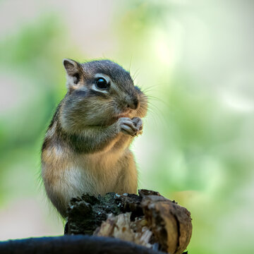 Squirrel with chubby cheeks