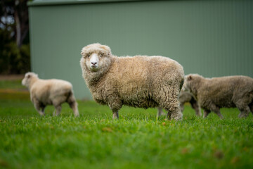 woolly Sheep in a meadow on a farm