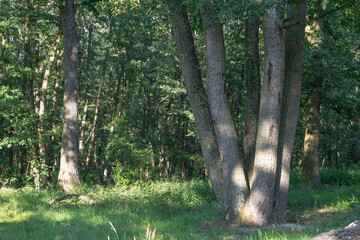 Obraz premium Cerus oak, Quercus cerris, in the forest park in Moravia