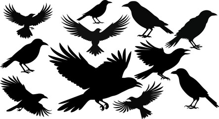 Fototapeta Set of black isolated silhouettes of crows. Collection of different birds position obraz