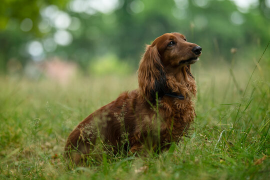 Longhaired dachshund sitting in a meadow